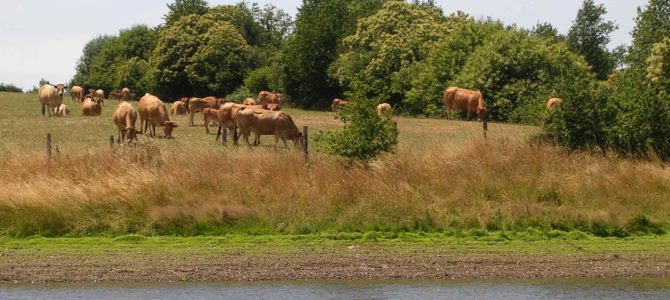 Fiche REX : Acquisition foncière par un syndicat pour restaurer des zones humides (16) Fiche REX : Acquisition foncière par un syndicat pour restaurer des zones humides (16)