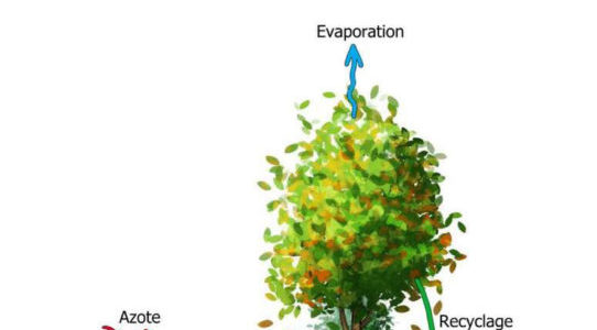 SECO : “Haies et qualité de l’eau” SECO : “Haies et qualité de l’eau”