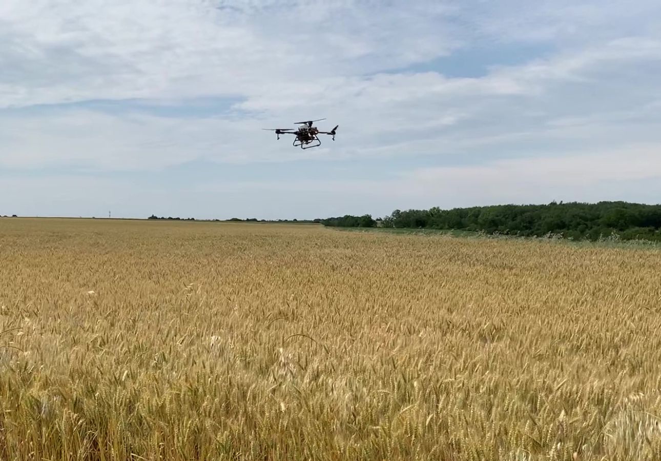 Des essais de couverts végétaux, semés directement par drone (86) Des essais de couverts végétaux, semés directement par drone (86)
