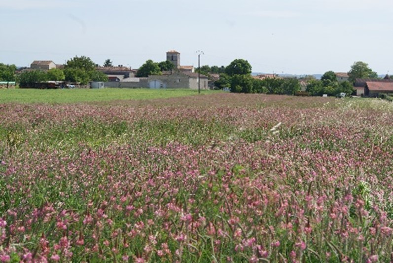 Fiche REX : Création d’un fonds de dotation privé pour l’implantation de couverts mellifères (16) Fiche REX : Création d’un fonds de dotation privé pour l’implantation de couverts mellifères (16)